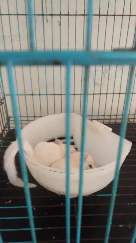 Sugar glider (sg) joey baby leucistik putih jinak