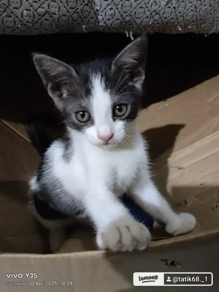 Lepas adopsi gratis