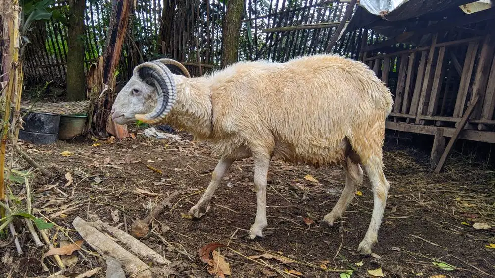 DOMBA GARUT belum plek masih dalam pengurusan