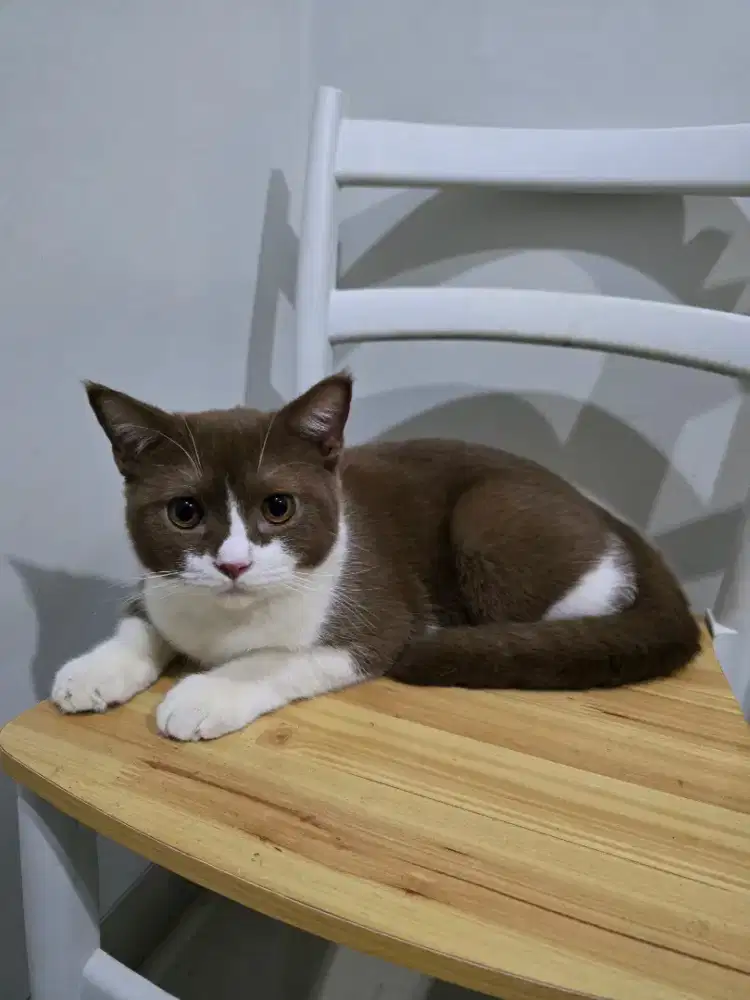 BSH bico cinnamon jantan umur 8 bulan