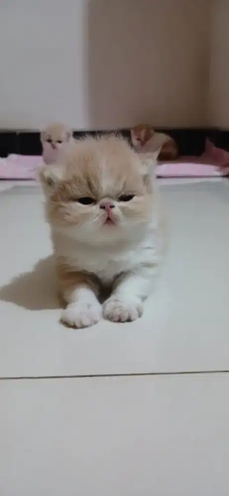 Anabull kucingg