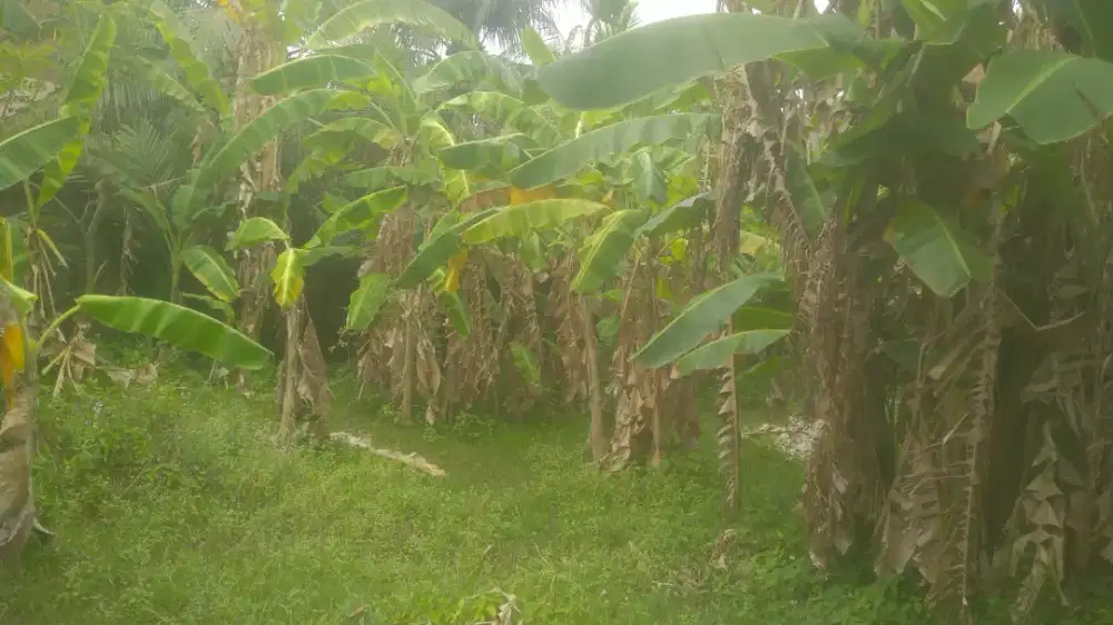 Dijual Tanah Kebun