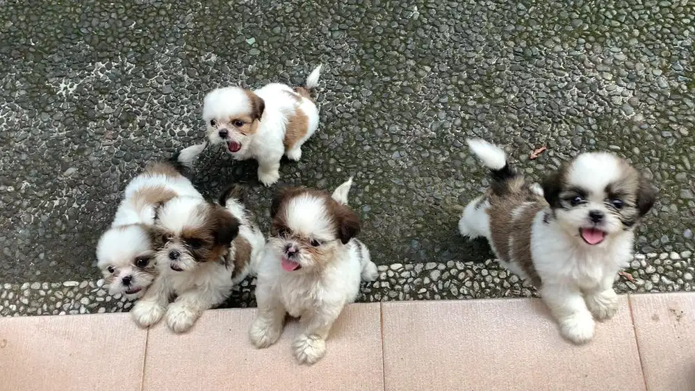 DIJUAL ANAK ANJING SHIH TZU