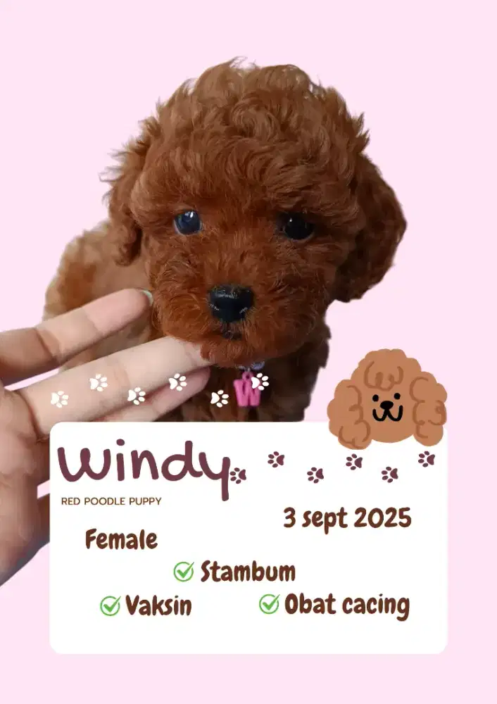 Red Poodle Puppies dob 3 sept