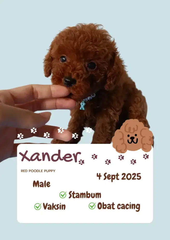 Red Poodle Puppies dob 4 sept