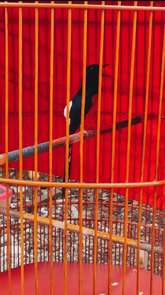 Murai Batu Pastol Balak 6