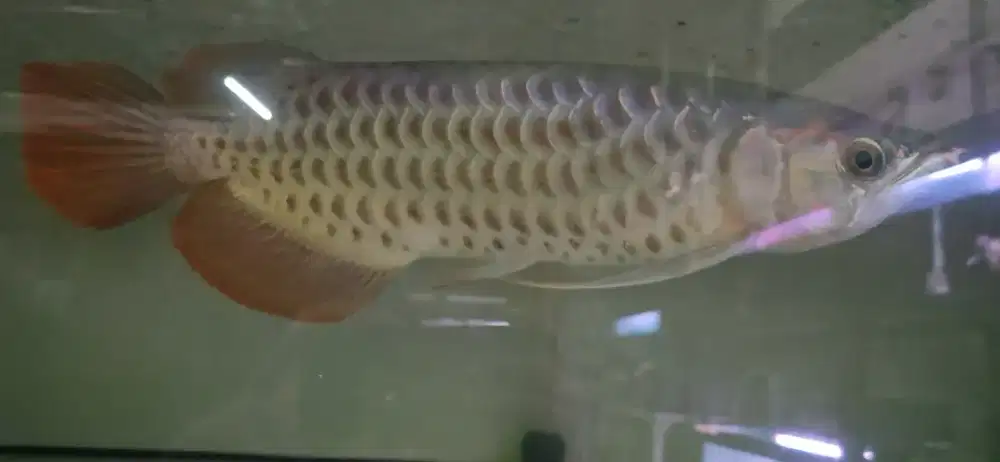 Arwana super red polkadot