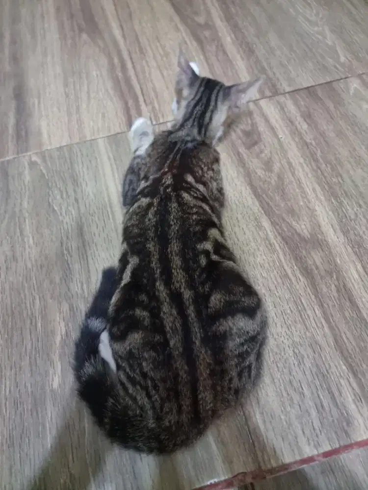 Kucing Munchkin Jantan NS