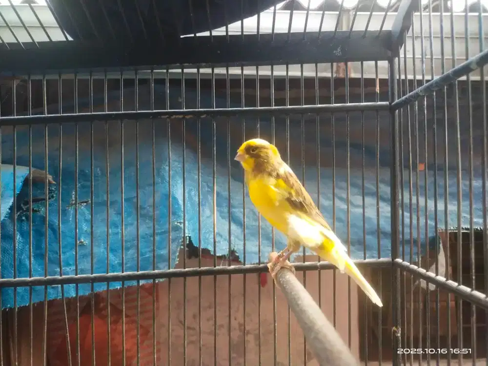 F1 Ys tinggal pecah suara
