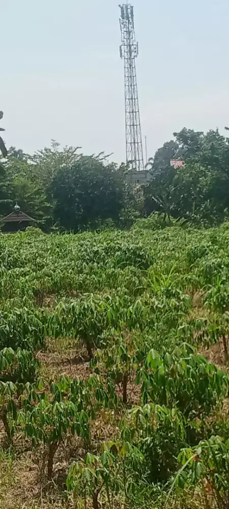 Redy stok lalab daun singkong(oyek). Partai besar,partai kecil
