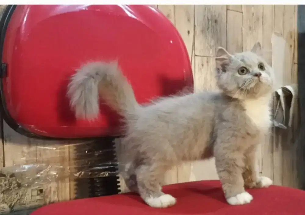 BLH lilac bico jantan