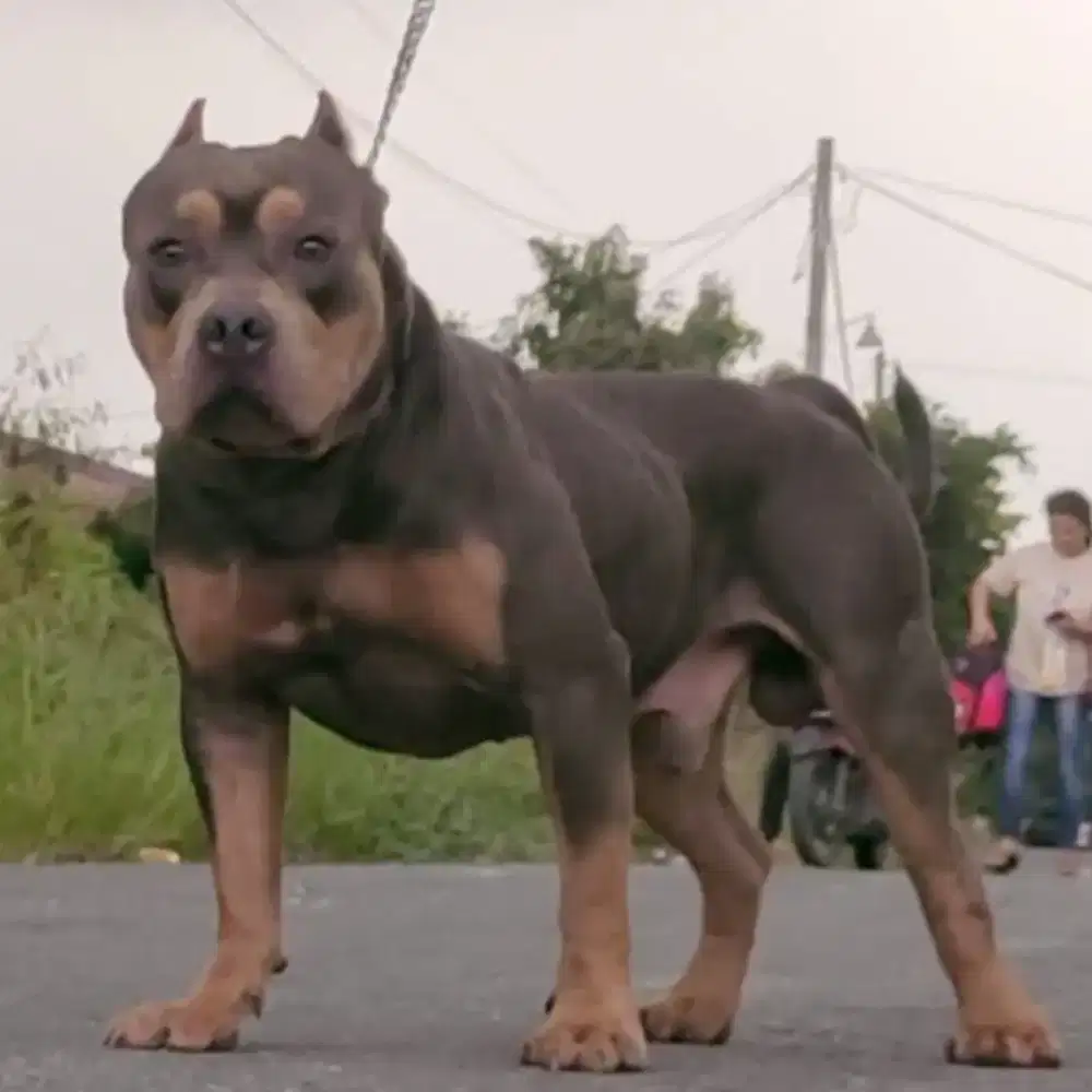 Anjing Pitbull Jantan kualitas Top