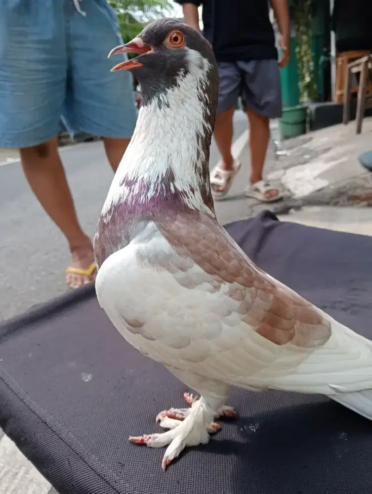 merpati blantong coklat