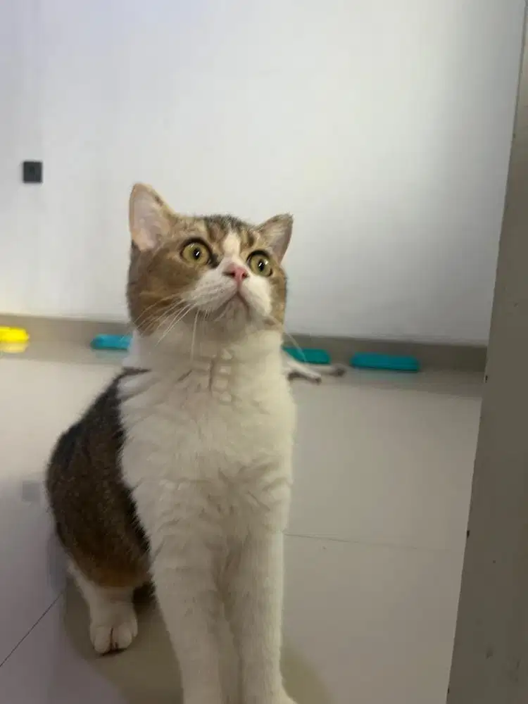 Kucing British Short Hair BSH Golden Bicolor Jantan