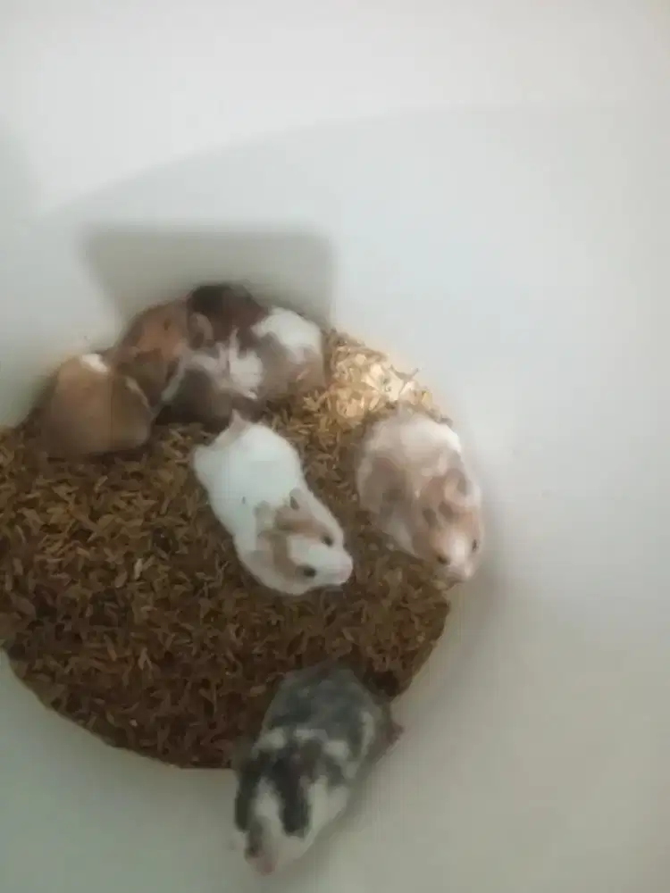 Hamster gemoy mangga anak dan dewasa