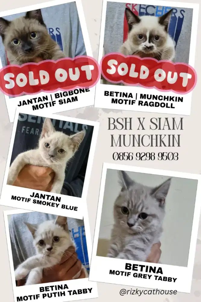 BSH MUNCHKIN NON STANDARD