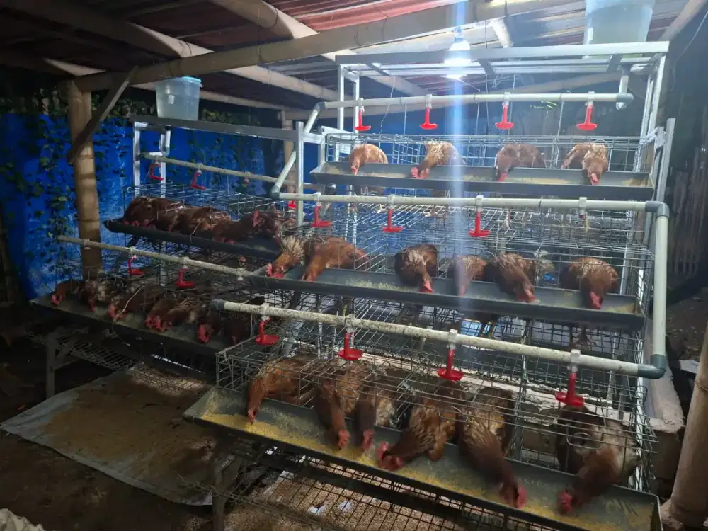 Paket Ayam Petelur + Kandang