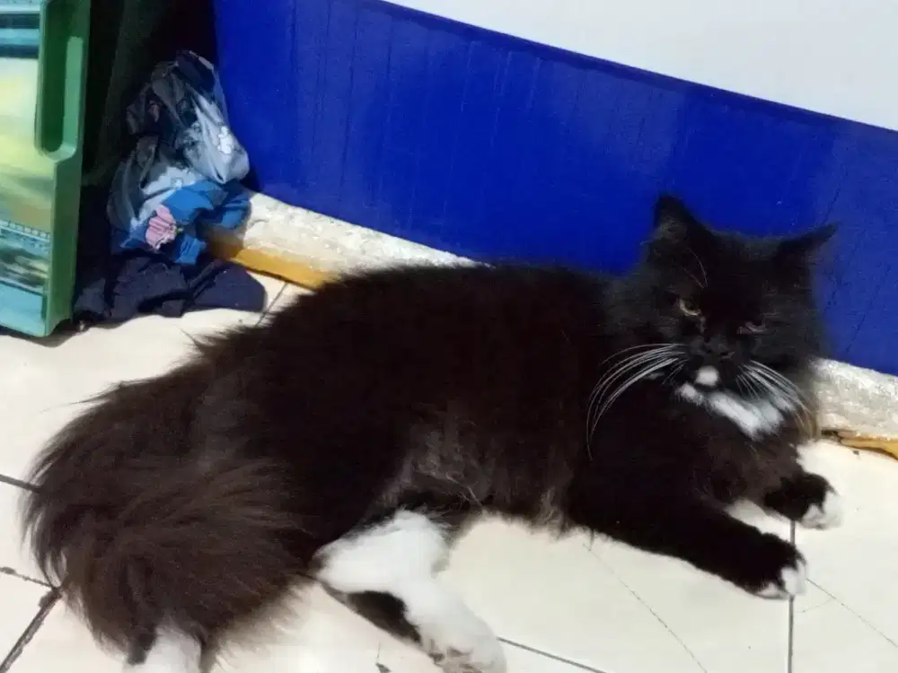 Kucing Persia mix flatnose bigbone