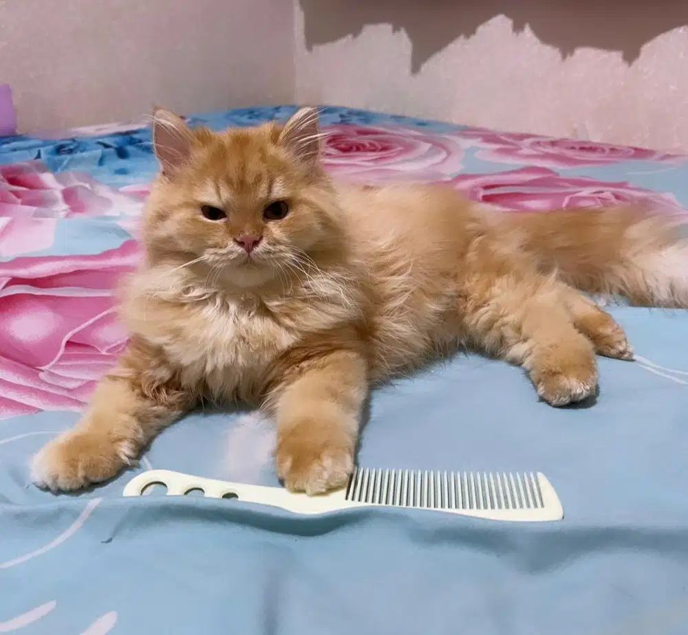 Kucing oyen lucu