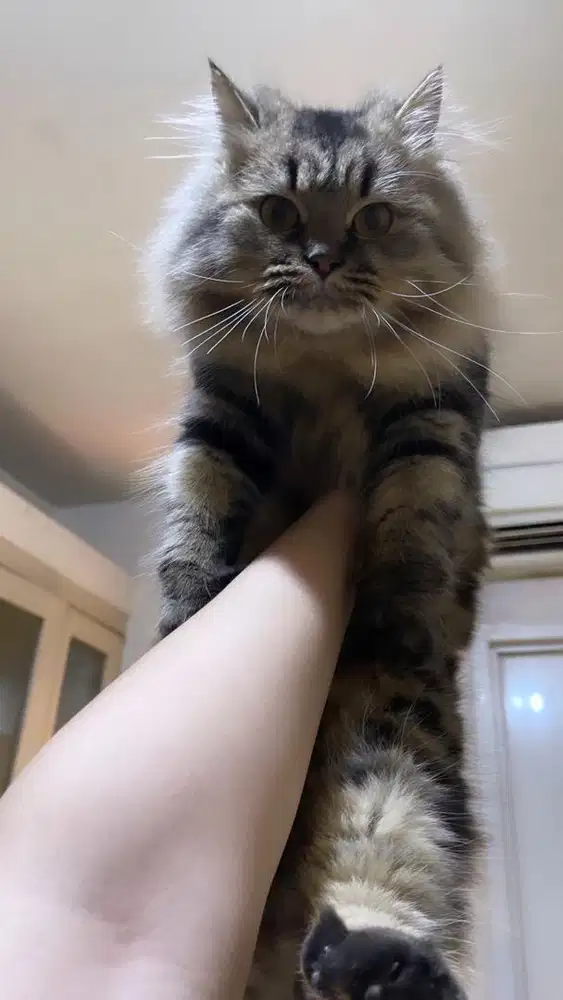 Kucing persia mix BSH