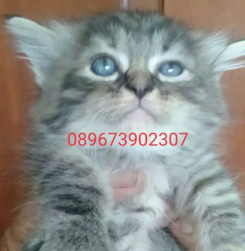 Kitten Persia medium betina