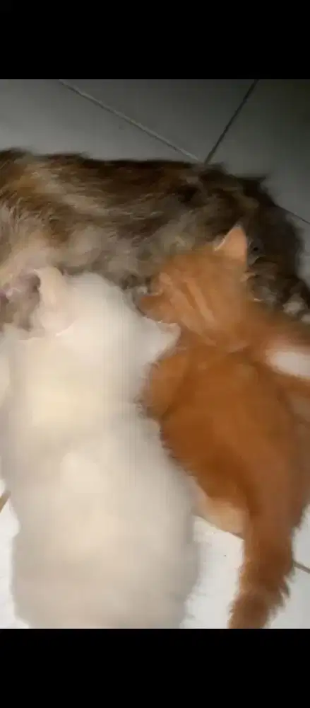 kucing anggora murah meriah