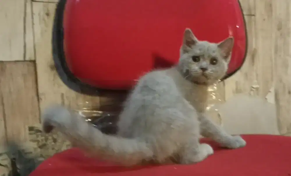 Bsh lilac jantan 3 bln