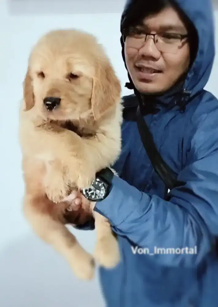 Golden Super Bigbone Muka Tebal