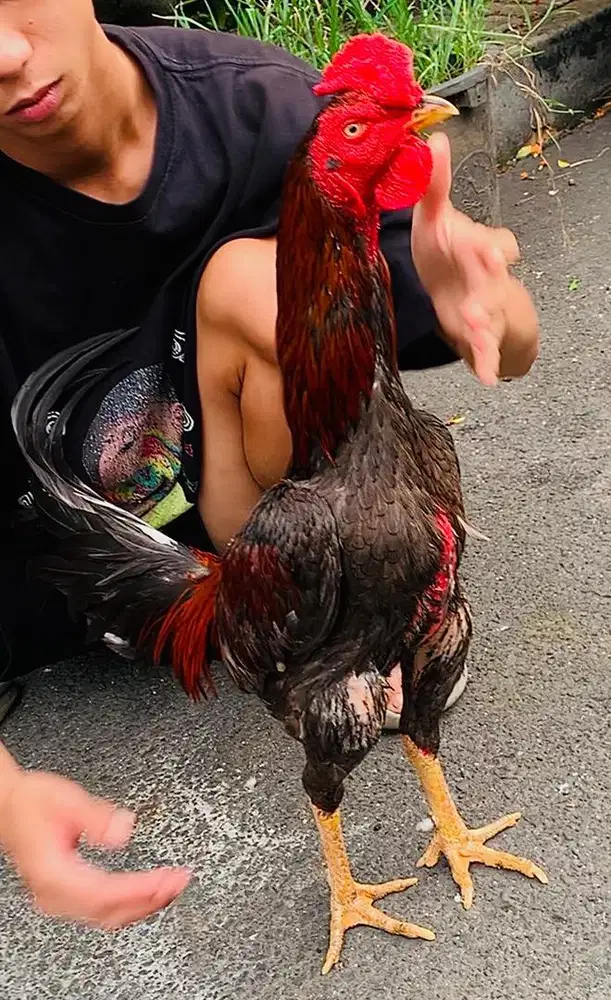 ayam bangkok pakhoy
