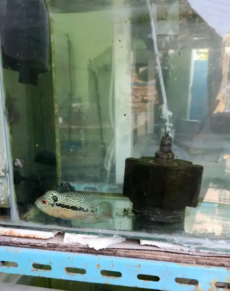 Ikan louhan cencu