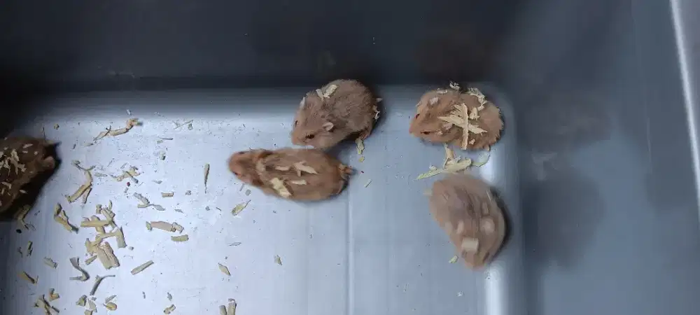 Hamster Winter Argente