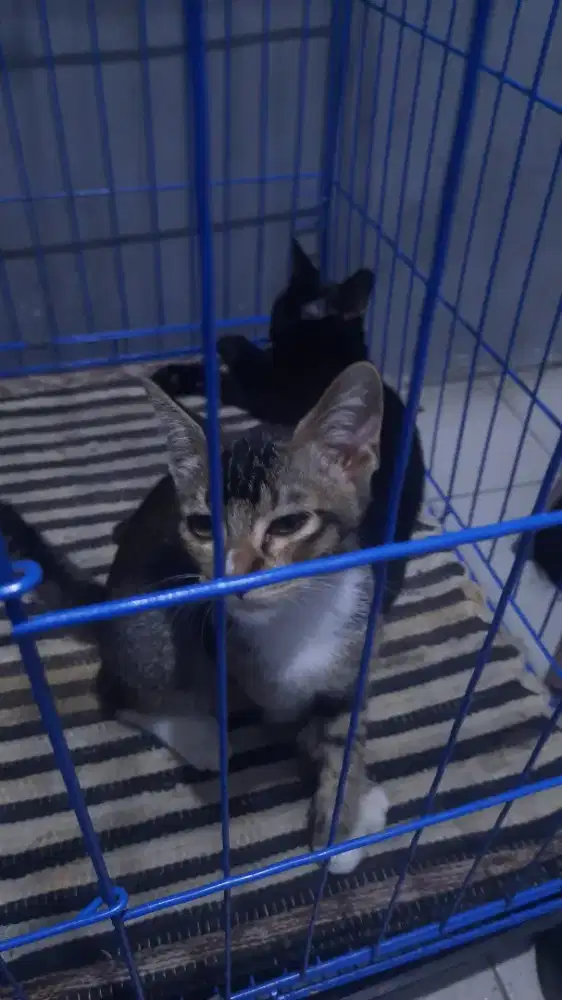 Open Free Adopt Anak Kucing
