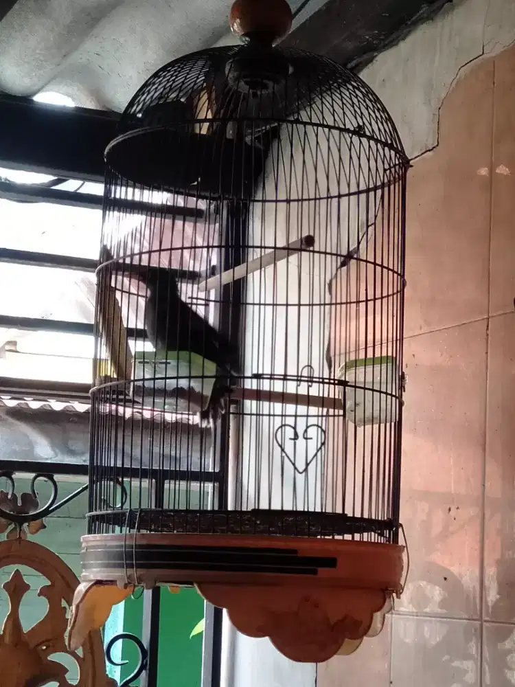Jalak hitam sangkar tebok