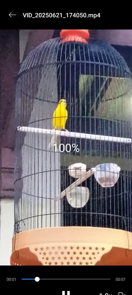 Kenari kuning istimewa