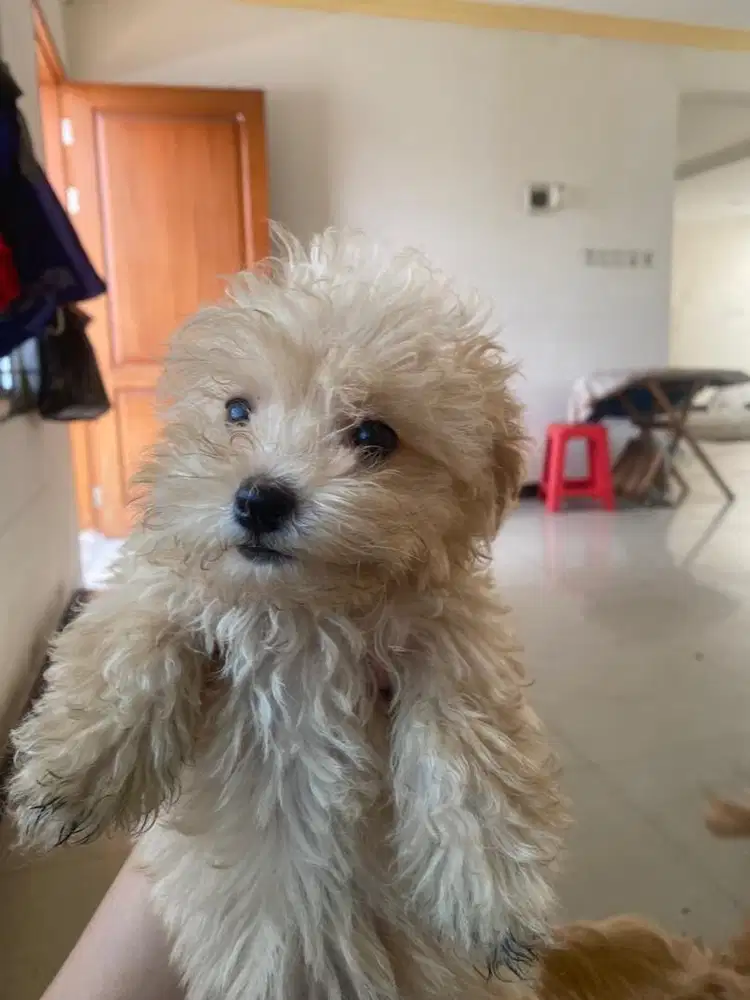 3 Anakkan Toy Poodle Betina