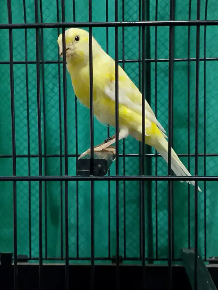 Paud jantan crosbreed x af