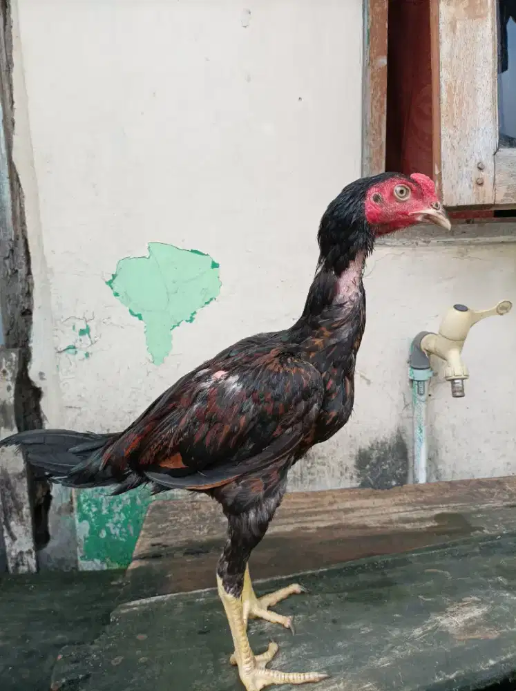 Ayam bangkok pama usia 3,5 bln