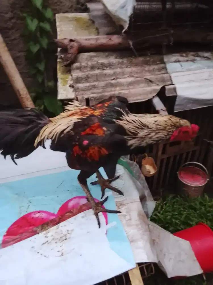 Ayam muda kakao ijo