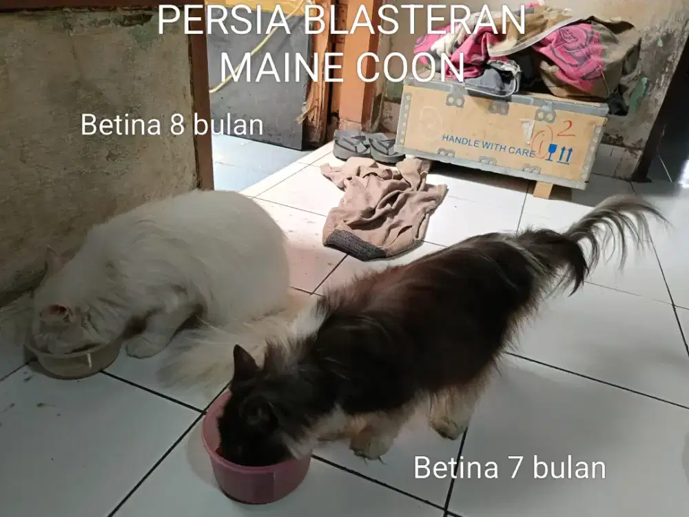 Kucing Persia blasteran maine coon