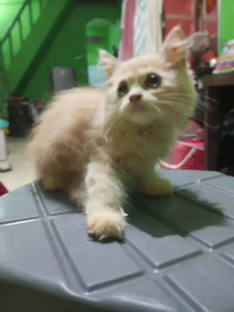 anak kucing Persia