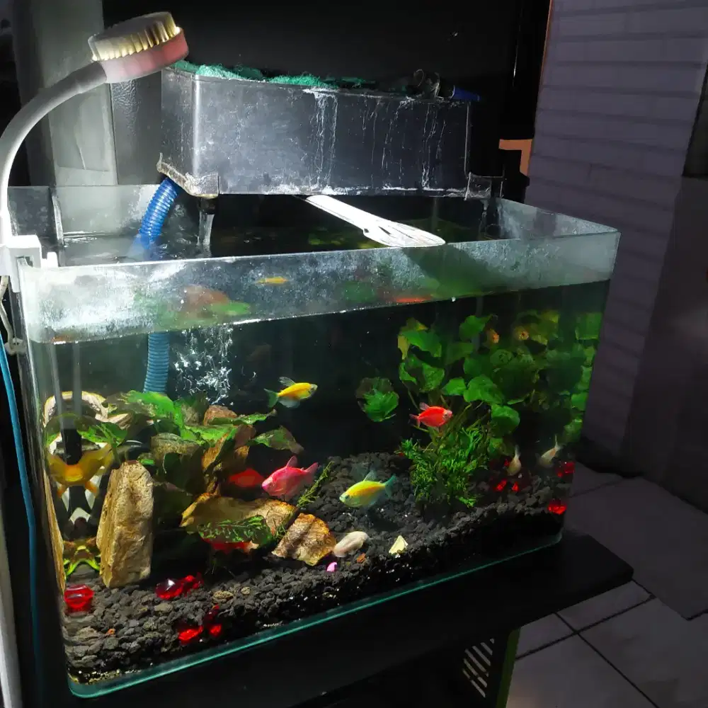 Aquarium kaca bending uk 40x25x30 cm