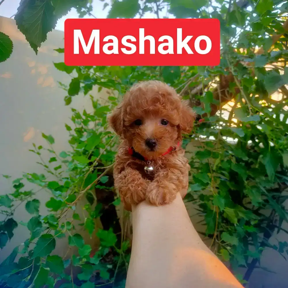 Female Red/Fawn Toy Poodle