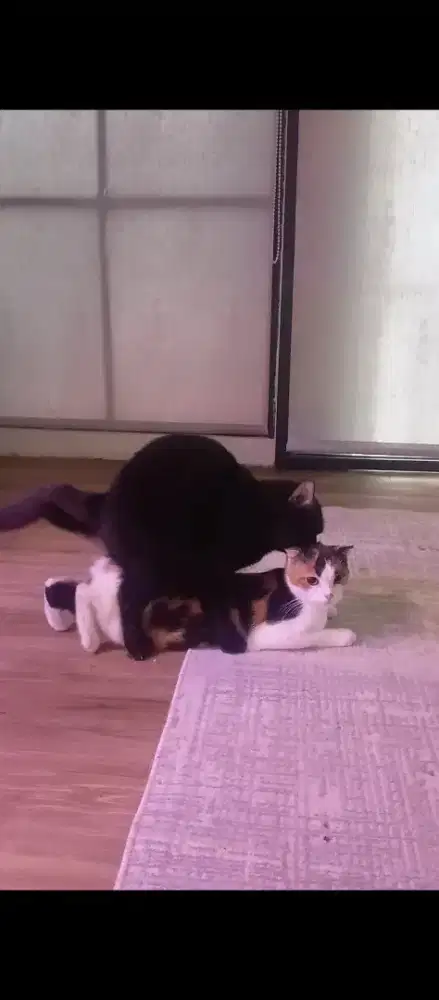 Kucing Scottish fold sudah kawin dengan BSH