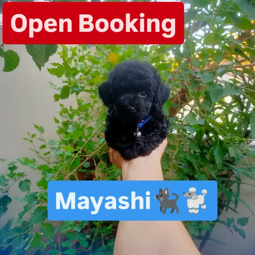 Female Black Solid Toy Poodle