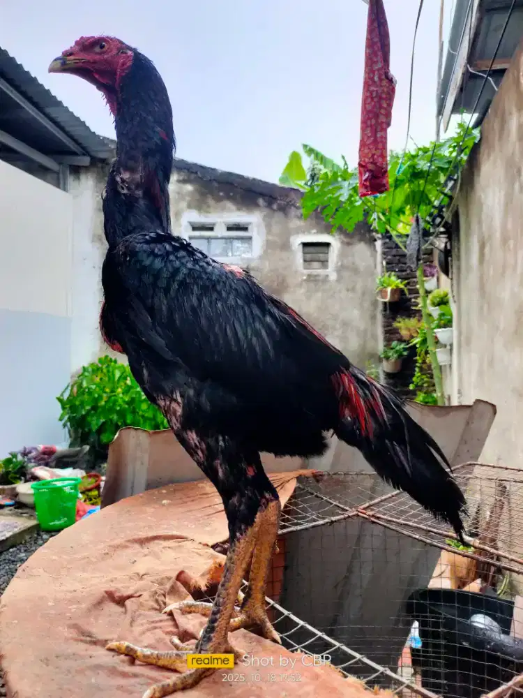 Ayam pakhoy muda
