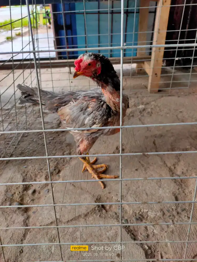 Indukan ayam pakhoy