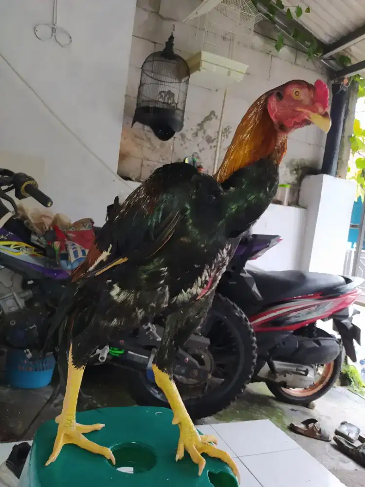 Ayam shamo,cocok silang bk,Mangon,ganoi,pakhoy dan bangkok