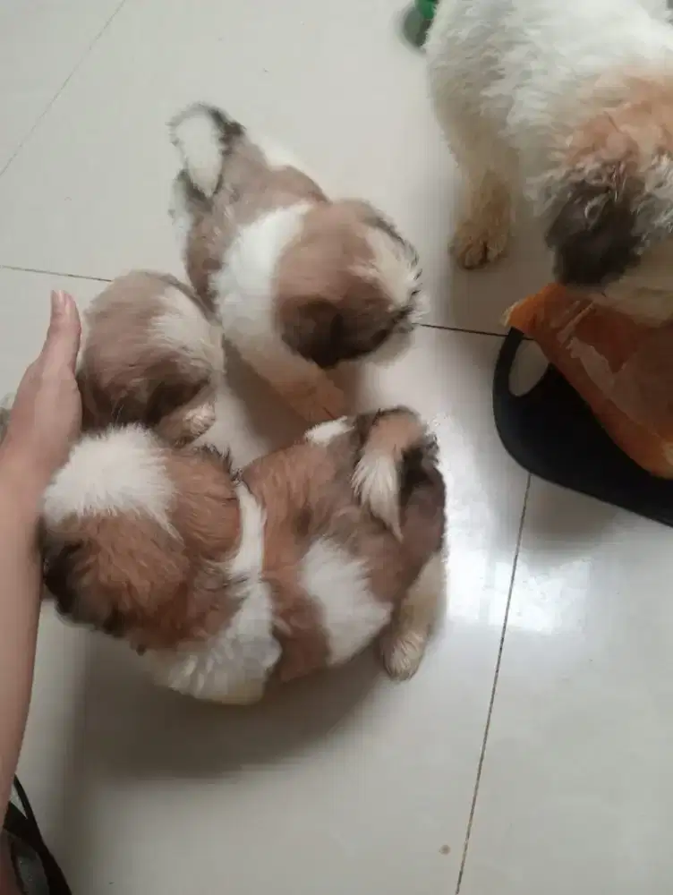 Open Adopt shihtzu