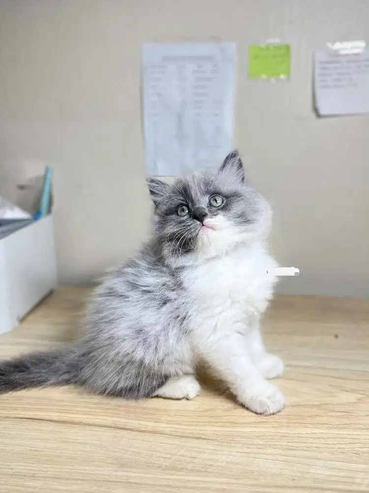 Kitten himalaya