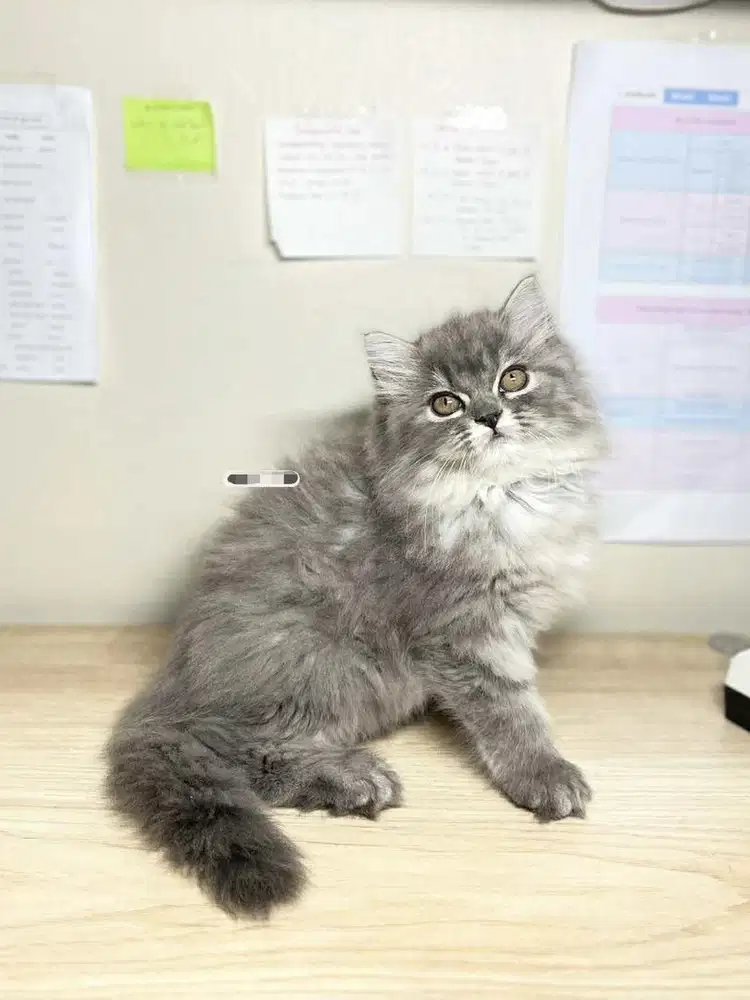 Kitten himalaya